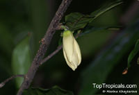 Monoon hookerianum, Polyalthia hookeriana, Monoon

Click to see full-size image