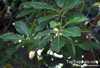 Morinda citrifolia, Noni, Great Morinda, Indian Mulberry, Mengkudu (Malay), Nonu/Nono (Pacific Islands)

Click to see full-size image