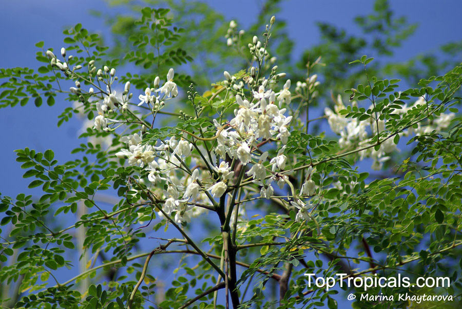 Moringa branch with flowers