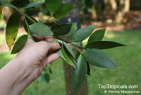 Nageia motleyi, Podocarpus motleyi, Nageia

Click to see full-size image