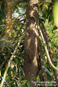 Nageia wallichiana, Nageia blumei, Podocarpus blumei, Podocarpus wallichianus, Nageia

Click to see full-size image