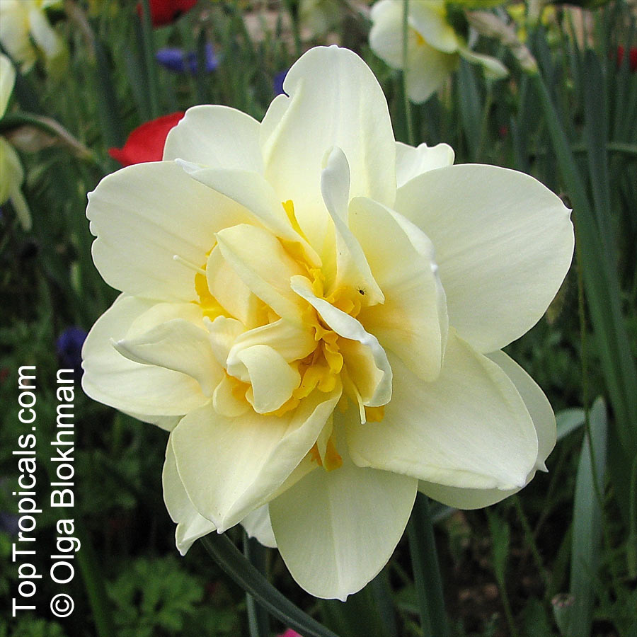 Narcissus sp., Daffodil. Narcissus poeticus cultivar