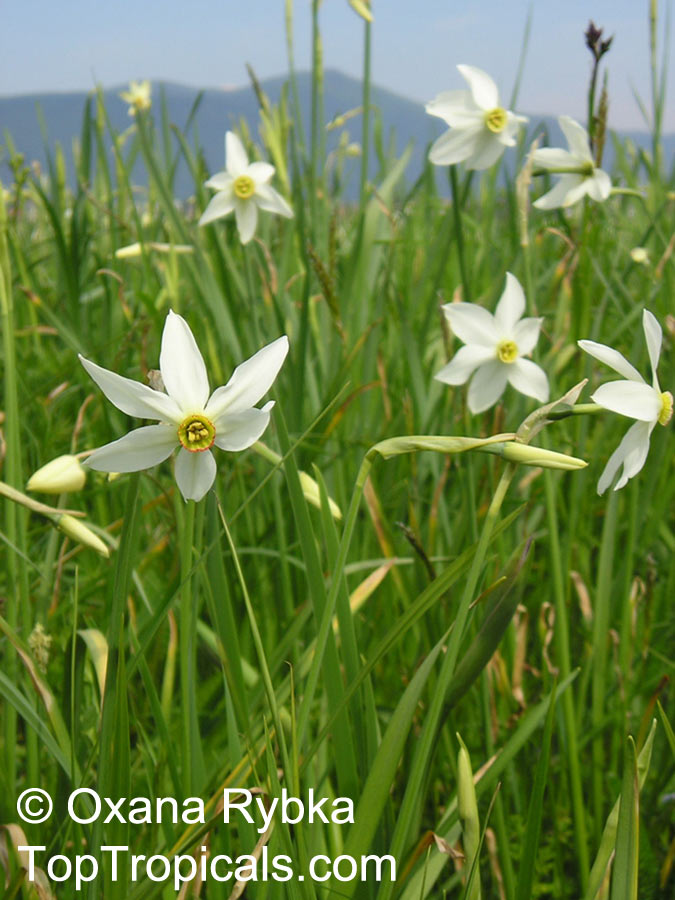 Narcissus sp., Daffodil. Narcissus poeticus ssp. angustifolius