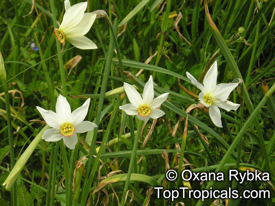 Narcissus sp., Daffodil. Narcissus poeticus ssp. angustifolius