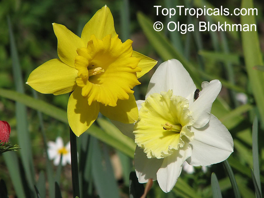 Narcissus sp., Daffodil. Narcissus pseudonarcissus cultivar