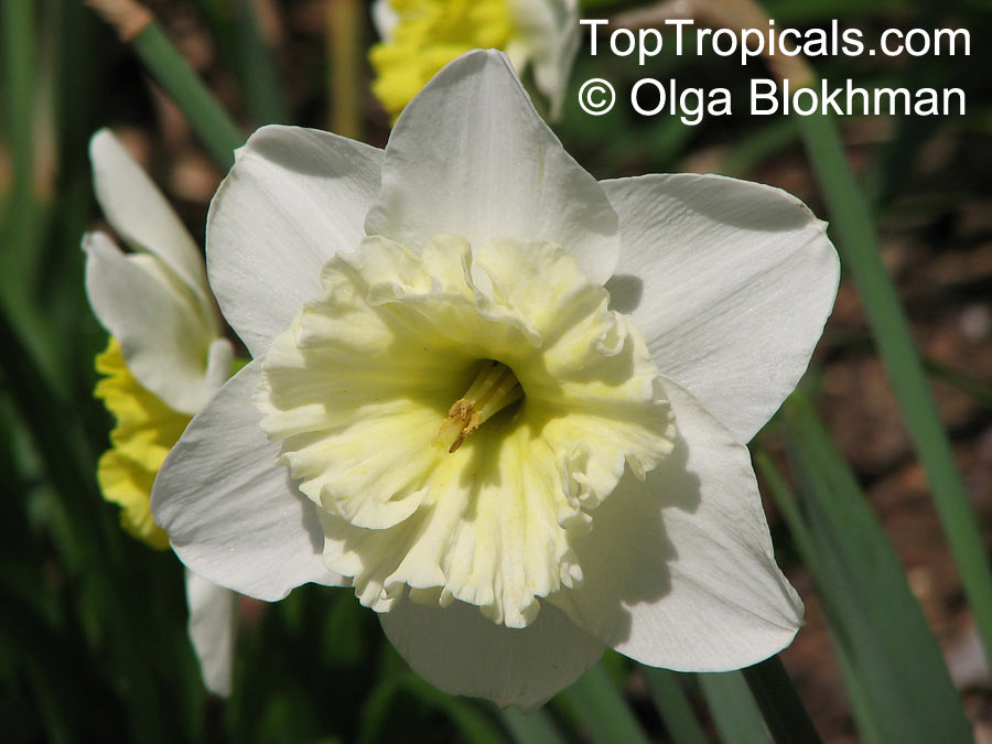 Narcissus sp., Daffodil. Narcissus pseudonarcissus cultivar