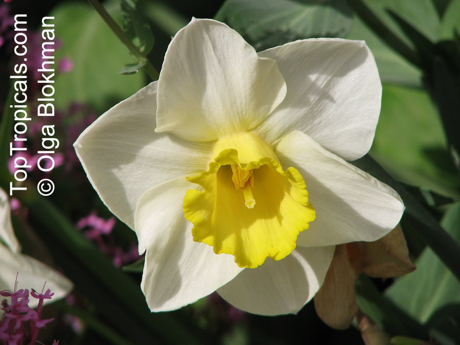 Narcissus sp., Daffodil. Narcissus pseudonarcissus