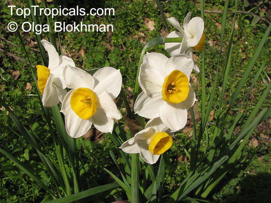 Narcissus sp., Daffodil. Narcissus tazetta