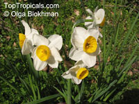 Narcissus sp., Daffodil

Click to see full-size image