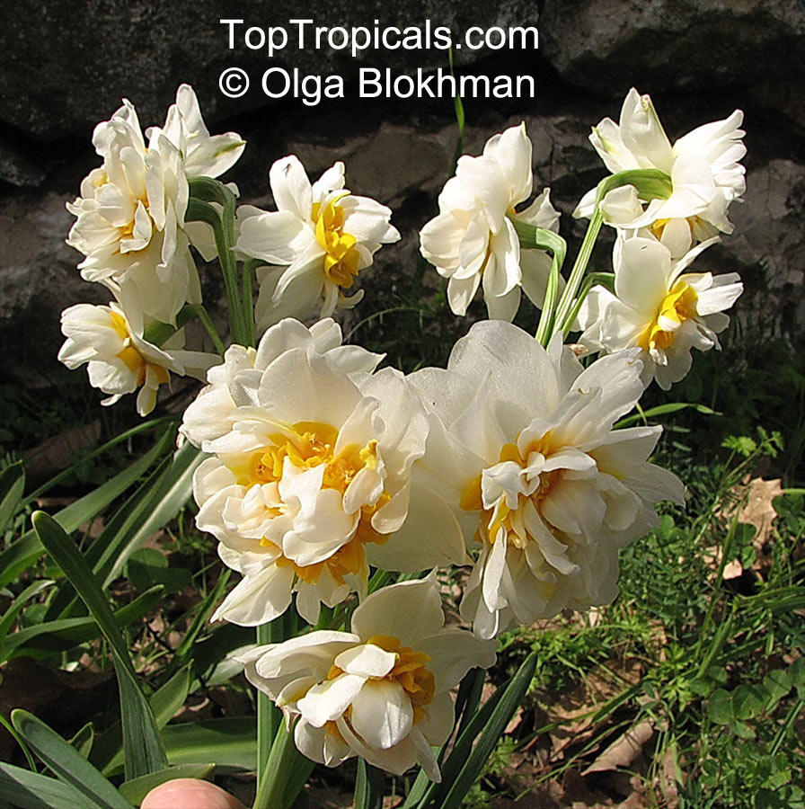 Narcissus sp., Daffodil. Narcissus tazetta 'Constantinopol'