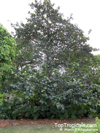 Nauclea orientalis, Nauclea

Click to see full-size image