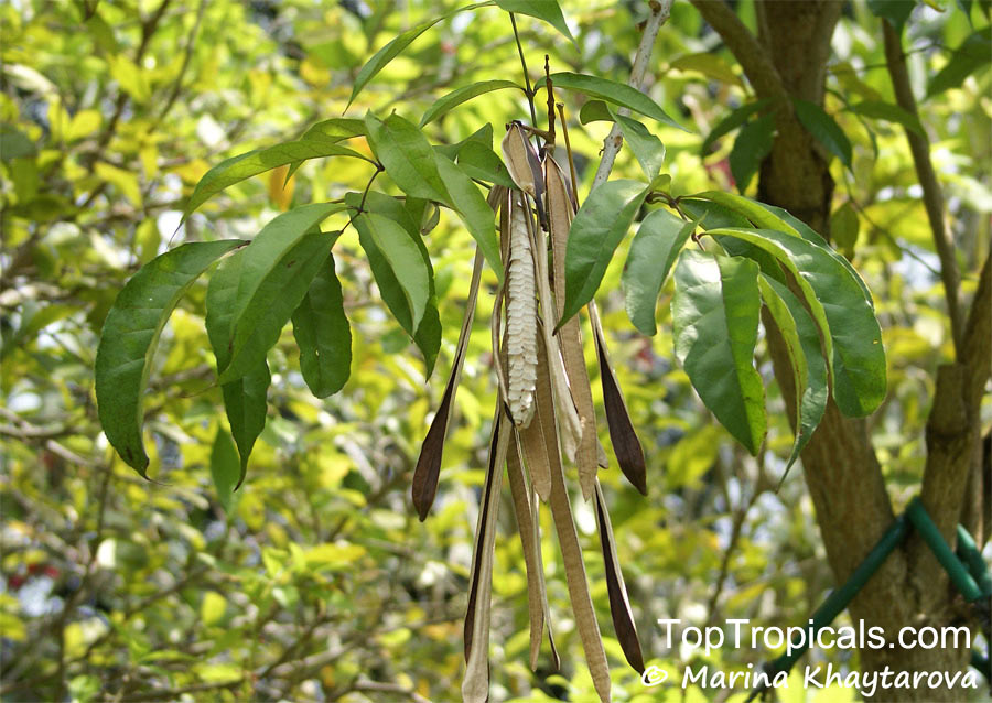 Newbouldia laevis, African Border Tree, Akoko Tree, Newboldia
