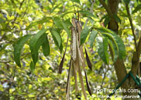 Newbouldia laevis, African Border Tree, Akoko Tree, Newboldia

Click to see full-size image