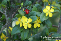 Ochna sp., Carnival bush

Click to see full-size image