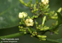 Ochrosia sp., Ochrosia

Click to see full-size image