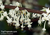 Phaleria clerodendron, Scented Daphne

Click to see full-size image