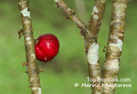 Phaleria macrocarpa, Mahkota Dewa

Click to see full-size image