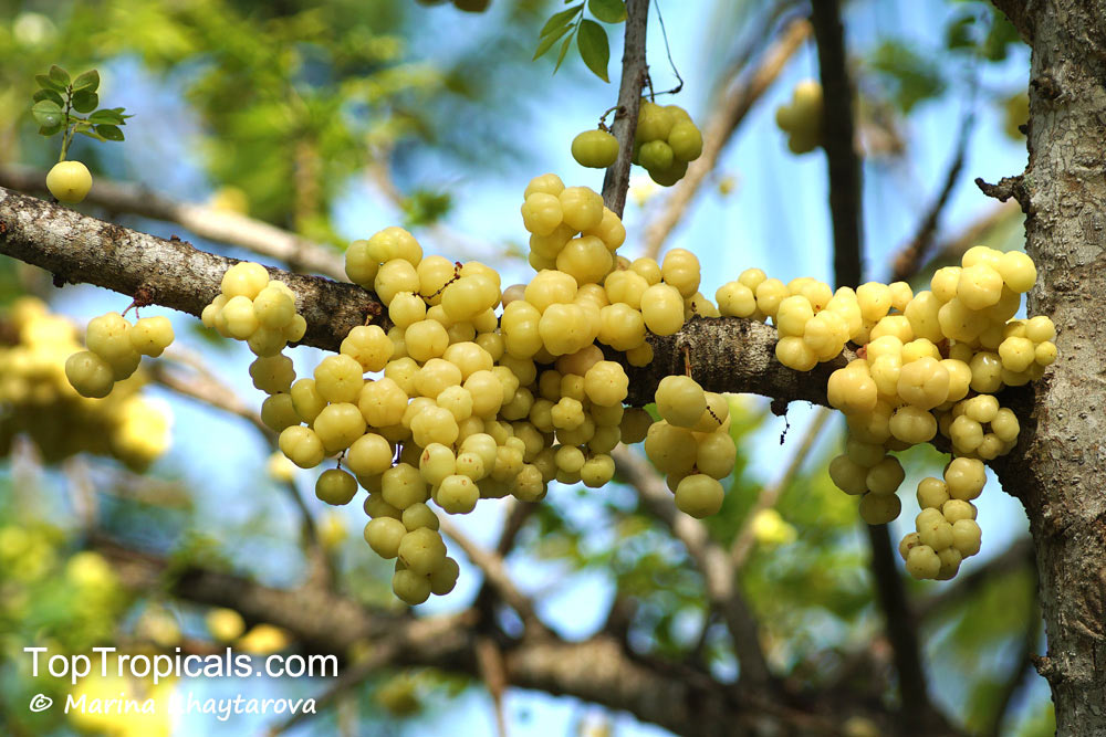 Phyllanthus Acidus 10 graines GROSEILLE tree RARE Fruit aigre 