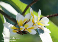 Plumeria rubra Yellow, Plumeria acutifolia, Frangipani, Temple tree, Calachuchi

Click to see full-size image