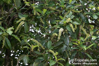 Polyosma integrifolia, Polyosma

Click to see full-size image