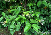 Posoqueria latifolia, Gardenia suaveolens, Oxyanthus isthmia, Posoqueria decora, Posoqueria insignis, Posoqueria lucida, Monkey Apple, Needle Flower Tree

Click to see full-size image