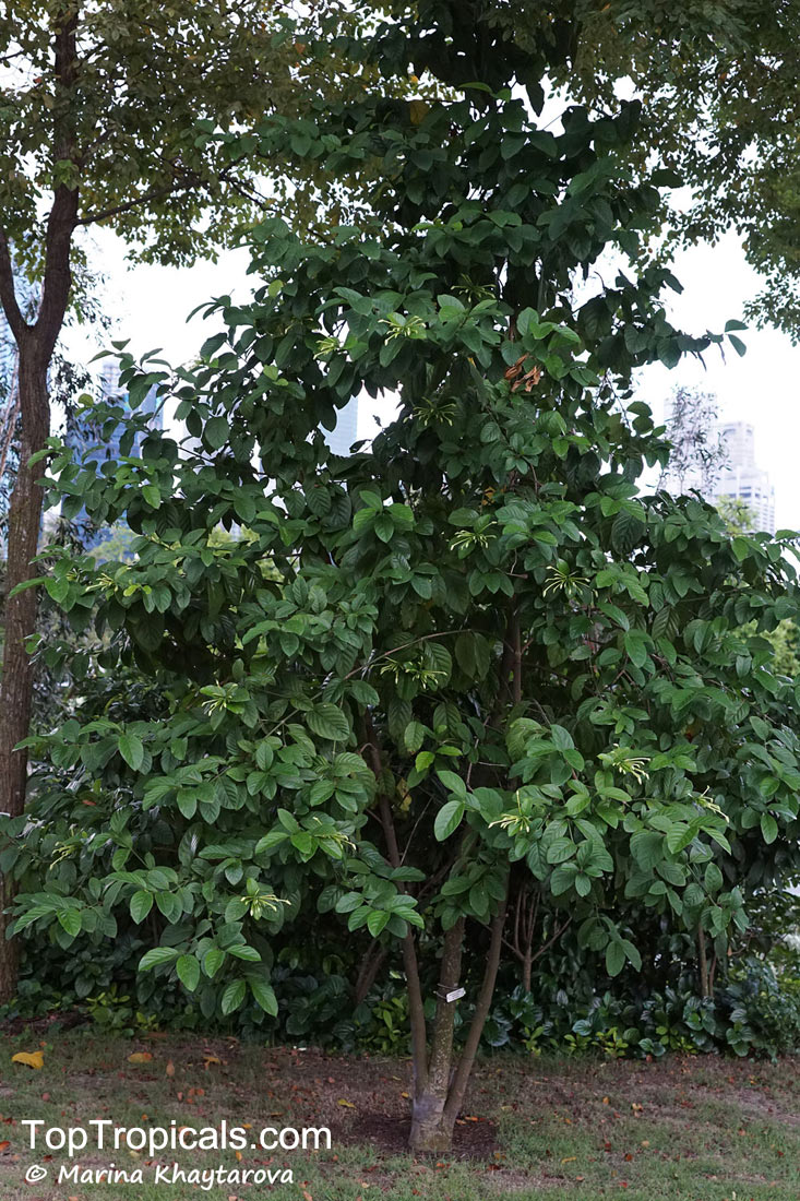 Posoqueria latifolia, Gardenia suaveolens, Oxyanthus isthmia, Posoqueria decora, Posoqueria insignis, Posoqueria lucida, Monkey Apple, Needle Flower Tree