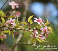 Prunus cerasoides, Himalayan flowering cherry

Click to see full-size image