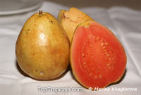 Psidium guajava, Tropical Guava, Guajava

Click to see full-size image