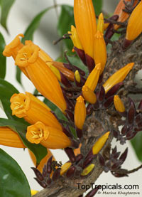 Radermachera ignea - Tree Jasmine, Peep Thong

Click to see full-size image