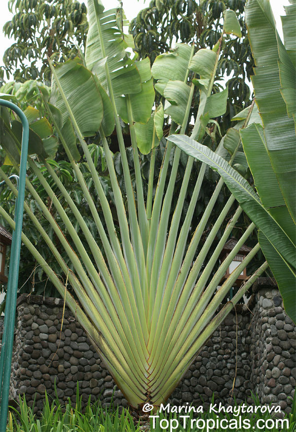 Ravenala madagascariensis Travelers Palm Pint Plant - Georgia Vines