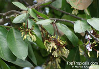 Samadera indica, Niepa Bark Tree

Click to see full-size image