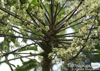 Schefflera sp., Schefflera, Brassaia, Dizygotheca, Heptapleurum

Click to see full-size image