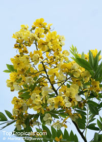 Cassia spectabilis, Senna spectabilis, Senna macranthera, Cassia, Scented Shower

Click to see full-size image