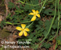 Sisyrinchium sp., Blue-eyed Grass, Golden-eyed Grass, Yellow-eyed Grass

Click to see full-size image