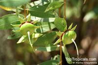 Sonneratia caseolaris, Rhizophora caseolaris, Sonneratia acida, Cork Tree, Crabapple Mangrove, Mangrove Apple

Click to see full-size image