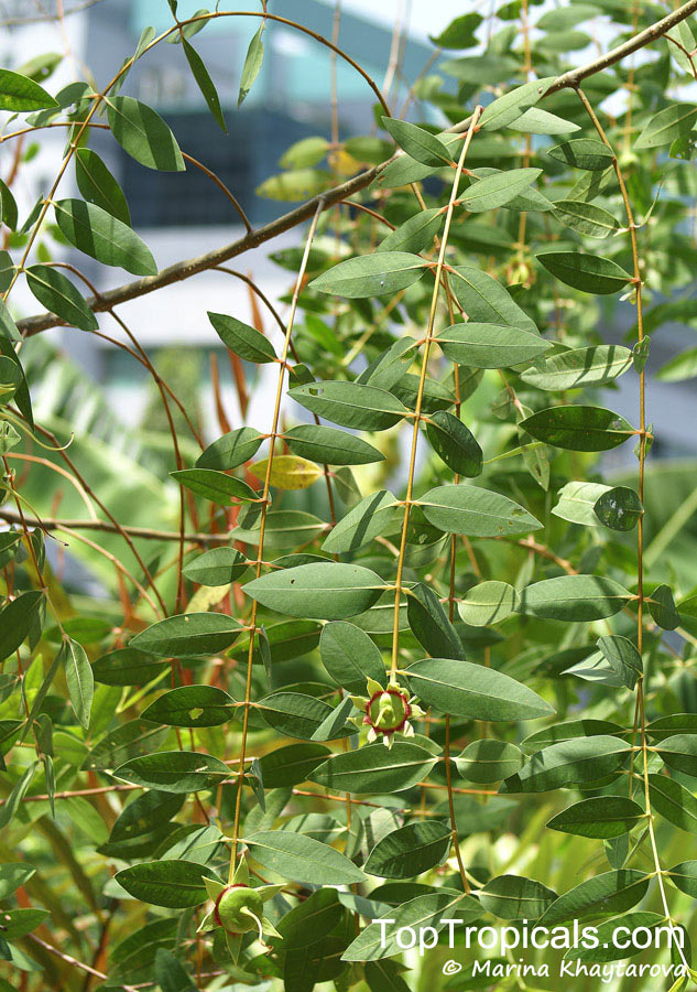Sonneratia caseolaris, Rhizophora caseolaris, Sonneratia acida, Cork Tree, Crabapple Mangrove, Mangrove Apple