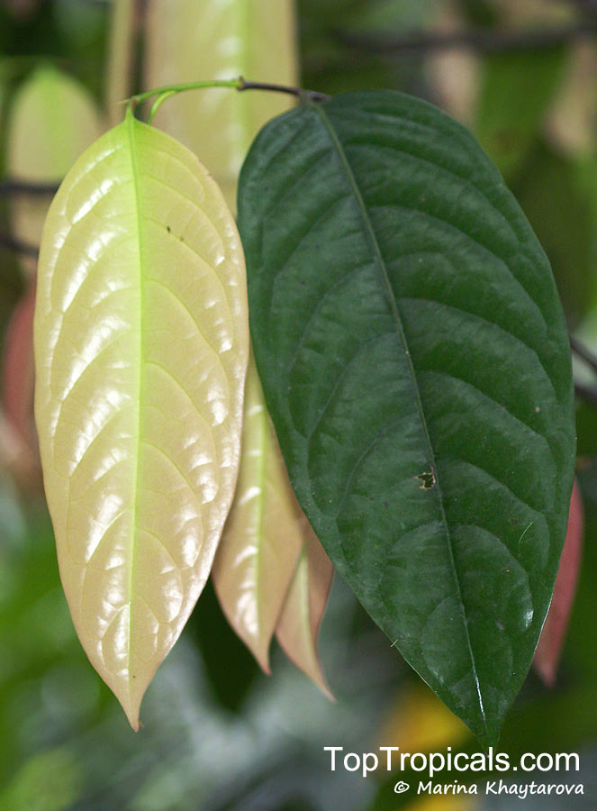 Stelechocarpus burahol, Burahol, Kepel Fruit