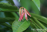 Stelechocarpus cauliflorus, Sageraea cauliflora, Sageraea

Click to see full-size image