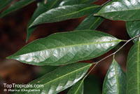 Stelechocarpus cauliflorus, Sageraea cauliflora, Sageraea

Click to see full-size image