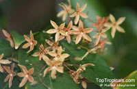 Sterculia lanceifolia, Sterculia roxburghii, Lanceleaf Sterculia

Click to see full-size image