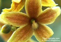 Sterculia lanceolata, Helicteres undulata, Sterculia balansae, Lanceleaf Sterculia

Click to see full-size image
