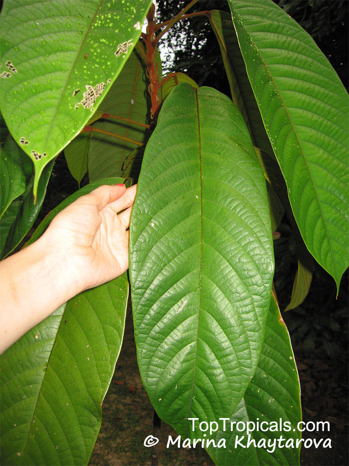 Sterculia megistophylla, Kelumpang Sarawak tree