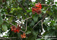 Sterculia oblongata, Kelumpang

Click to see full-size image