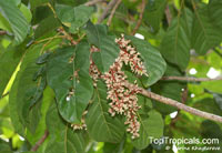 Sterculia oblongata, Kelumpang

Click to see full-size image