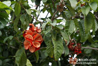Sterculia parviflora, Sterculia

Click to see full-size image