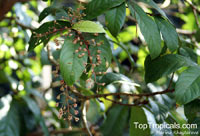 Sterculia rubiginosa, Kelumpang, Rusty Sterculia

Click to see full-size image
