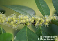 Suregada multiflora, False Lime, Limau Hantu 

Click to see full-size image