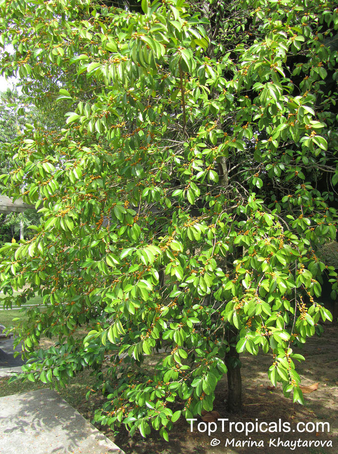 Suregada multiflora, False Lime, Limau Hantu 