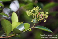 Syzygium muelleri, Eugenia muelleri, Myrtus obovata, Syzygium furcatum, Syzygium