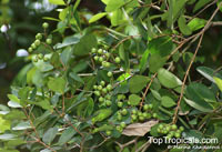 Syzygium muelleri, Eugenia muelleri, Myrtus obovata, Syzygium furcatum, Syzygium

Click to see full-size image